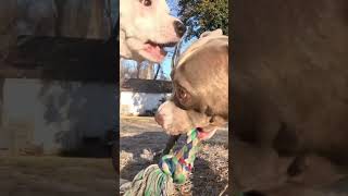 Epic dogs #pitties #doggieshorts #pitbulldogs #doggie