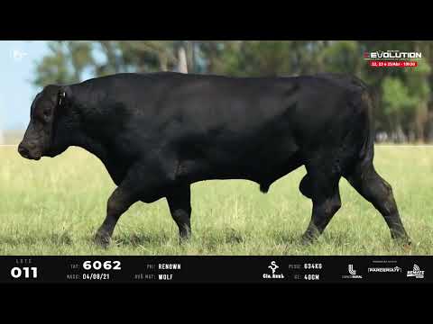 LOTE 11   TAT 6062 M Angus