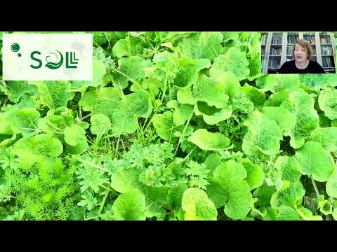 Сок лопуха - Полезные свойства и применение