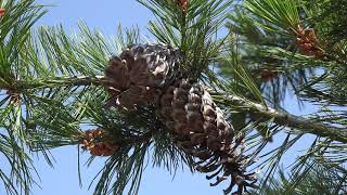 Pinus monticola, Pinaceae (western white pine)
