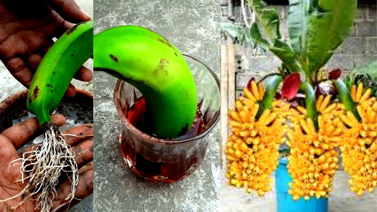 How to Grow a Banana Tree Easy Method seeds leaf plant at home
