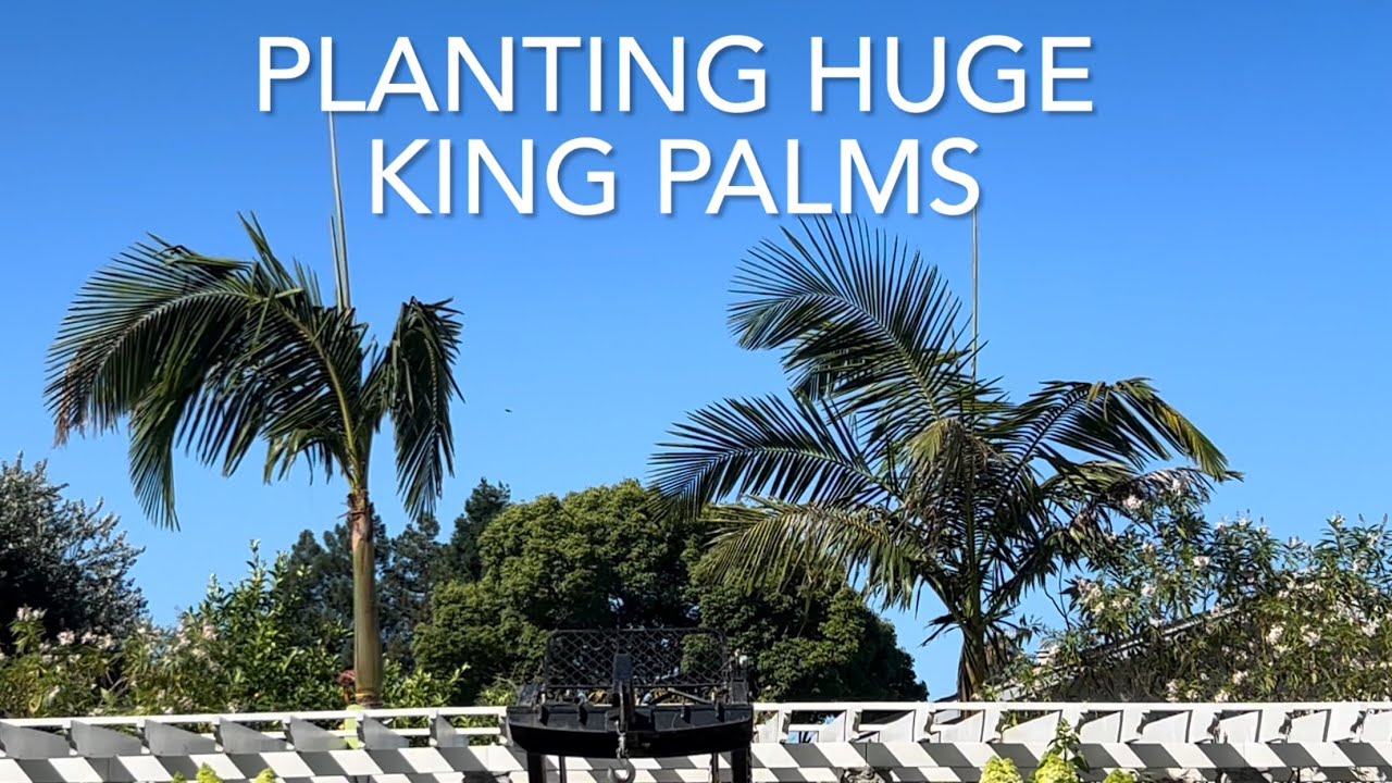 Planting HUGE King Palms & a Tour in John’s Garden - YouTube