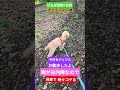 #トイプードル #シニア犬