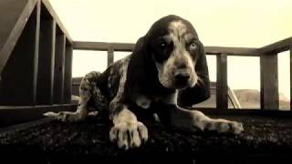 Pride & Hounds Bluetick pup training