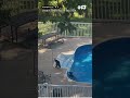 Bears splash in a pool