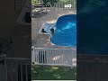Bears splash in a pool