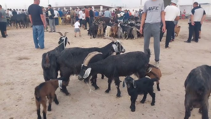 megakikiboy sasha smelova porno