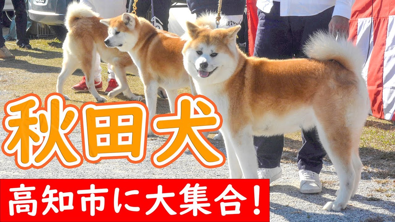 動画あり】もふもふ毛並みの秋田犬58匹が競う 高知市で展覧会 | 高知新聞