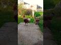 Desi hen and cock walking video #youtube #ytshorts #breedingpair #rooster #chicken #2025