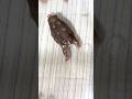 Rain frog only jumps when eating #rainfrog #commonrainfrog #frog #shorts