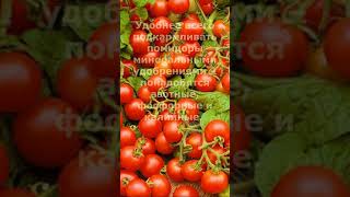 Какие подкормки любят помидоры. Советы огороднику. Дачное лето. Короткие советы.  #лето