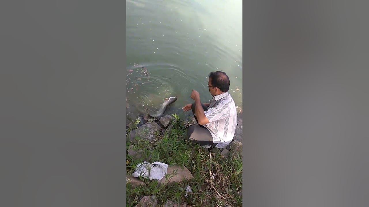 Pathan fish boal fish padhin wallago atto Malli fish Haryana Rohtak