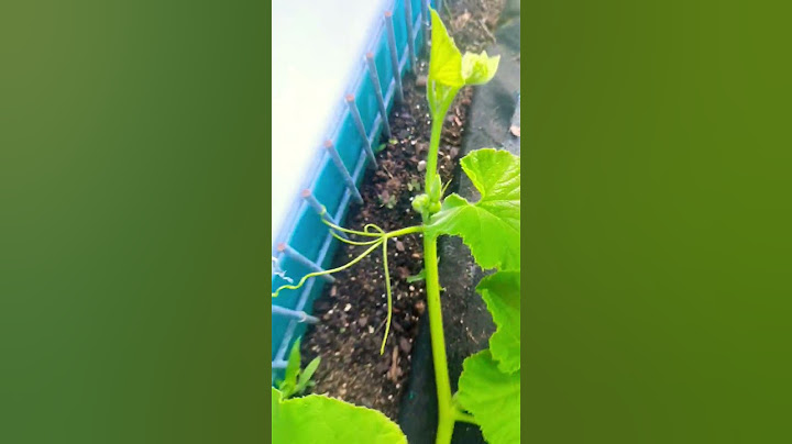 Fastest way to get Female Flowers (100% proof) Pumpkin, zucchini & squash plants #viral
