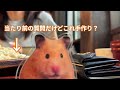 【飼い主大嫌い系ハムスター/とんとん】ある日の休日
