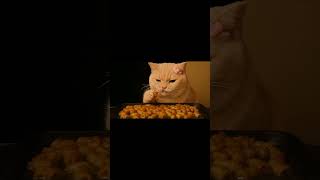 Cat Eating Korean-Style Beef Intestines