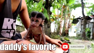 Cute And Spoiled Monkey Linlin