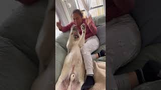 Sam & hooman mum bonding time ❤️#sam#GoldenLab#doglovers#dog#furbabies