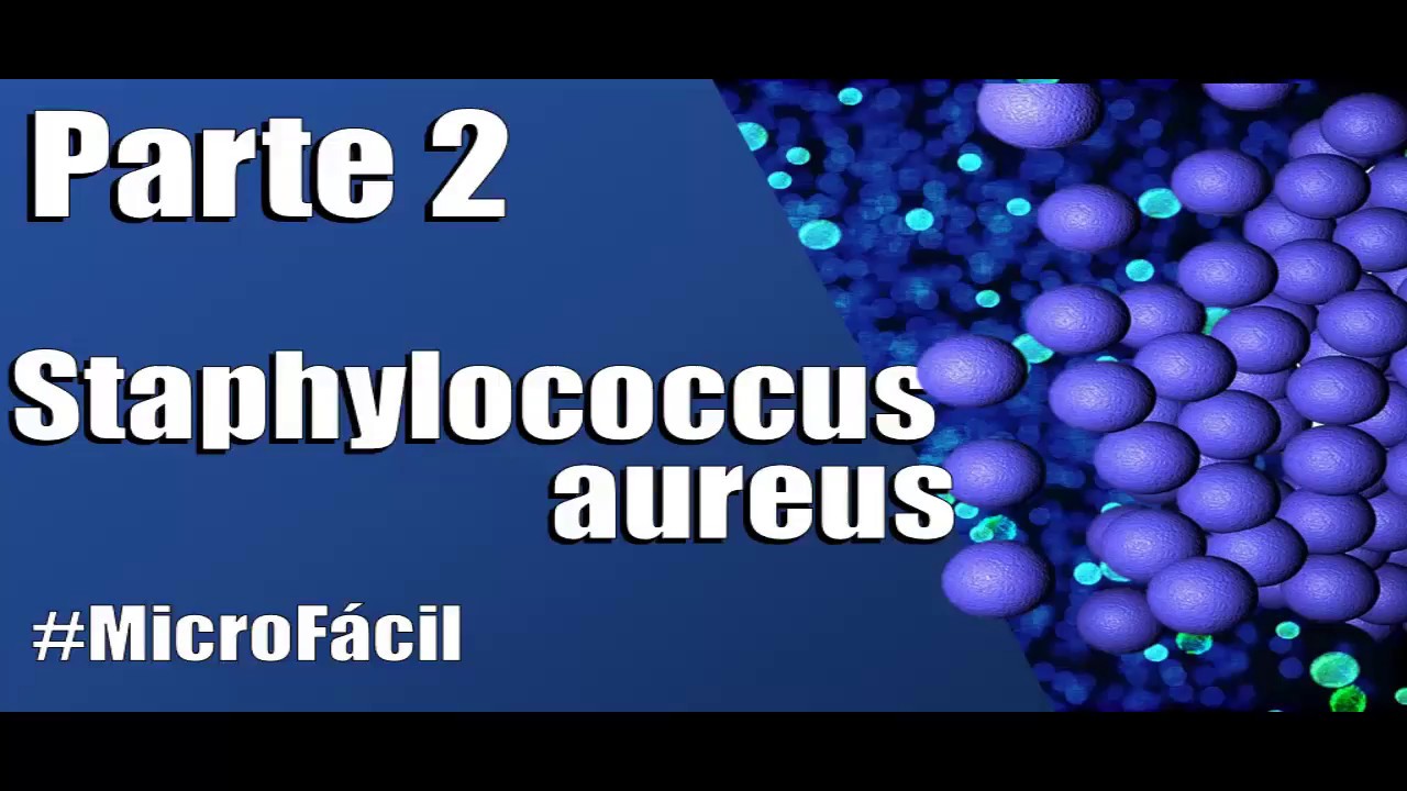 Staphylococcus (Estafilococo) aureus | Estructura, Enzimas #MicroFácil