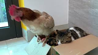 Hens are so bad!The hen wants to sleep with the kitten,making the kitten scared.Cute and interesting