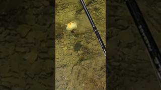 SIGHT FISHING a MONSTER BLUEGILL. #Fishing #Microfishing #Bluegill #bluegillfishing