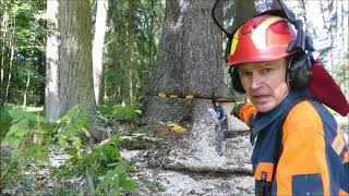 Forest job / Těžba krajových smrku s pomocí heveru  Stihl 462 #145