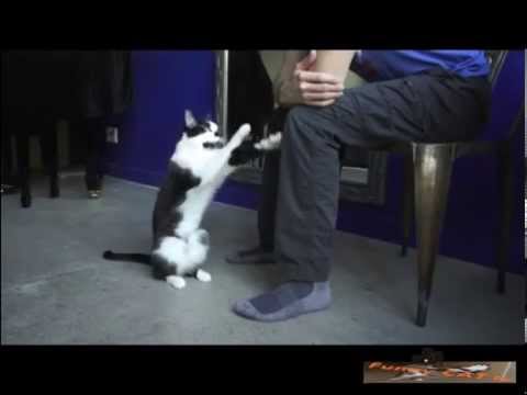 cats-wants-owners-love-funny-cats-compilation-2015