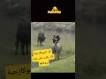 السوكارجية ركبت على بقرة زروطتها في السماء علاه عليك     اكسبلور