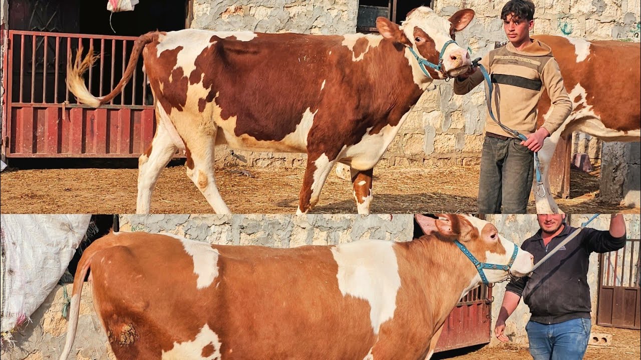 بقر الهولشتاين الاحمر  انتاج عالي ٤٠كيلو حليب مزرعة ابوصبوح لتواصل 306978035802+ ايمن306971821768+