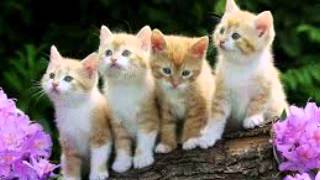 Cats with Sound Effects,  cat sounds, Cats Meow,  Effect, CUTE CAT sound effects,  sound effect