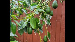 Lamb 🥑Avocado🥑 - heavy producer in the Bay