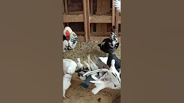 رد فعل دكر البط مع الحمام 