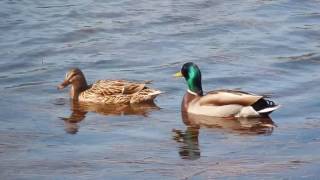Saisons Des Amours Sur Le Lac De Bouzey