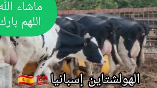 سلالة أ بقار الهولشتاين مميزاتهابتحلب ٤٥كيلوفياليوم عندفلاح إ سبانيا 💯🇪🇸