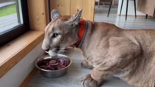 Messi was afraid to eat his dinner in the new house! Puma Messi sometimes can be a coward.