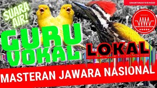 Kenari pelatuk bawang- kombinasi masteran burung