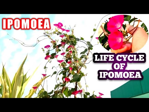 ipomoea بیل کے پودے کی نشوونما اور دیکھ بھال کیسے کریں | مارننگ گلوری وائن پلانٹ کا لائف سائیکل | Ipomoea درخت