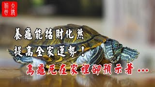 【招財】養龜能招財化煞，提高全家運勢！烏龜死在家裡卻預示 ... 