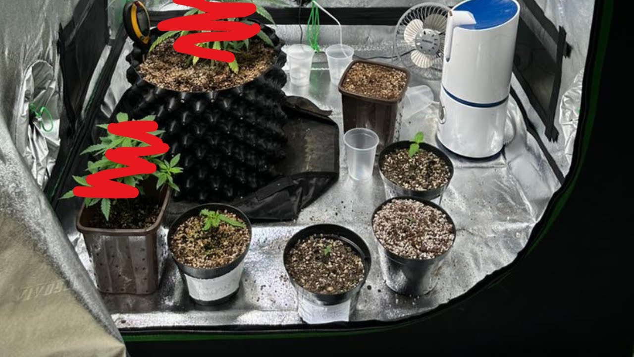 Melhores vasos para cultivo