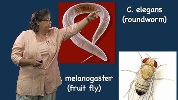 Melissa Moore (U. Mass/HHMI) Part 1: Split Genes and RNA Splicing