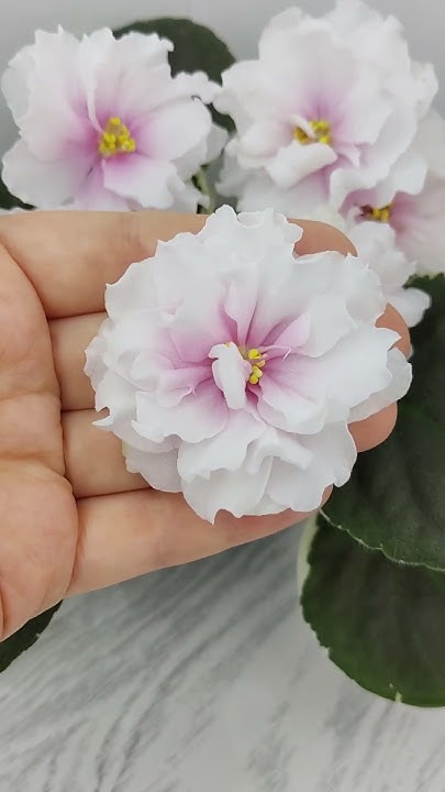 Фиалка Р-Аллея Роз - YouTube