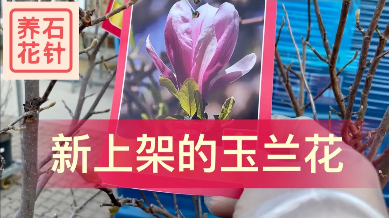 春天新上架的几种玉兰花 Magnolia Youtube 春天新上架的几种玉兰花 Magnolia Youtube