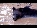 Brown bear  brown water  bear wood  eurasian brown bear ursus arctos arctos