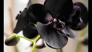 Фаленопсис (Phalaenopsis) Уход и полив(Рассказываю как ухаживать за Phalaenopsis и купание Орхидеи теплой водой из под крана. Тёплый душ, орхидея хорошо..., 2015-02-05T01:29:12.000Z)