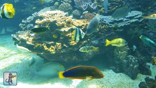 coral fish reef ocean marine aquarium hd tank music 1080p