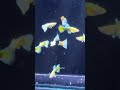 Gold guppy fish