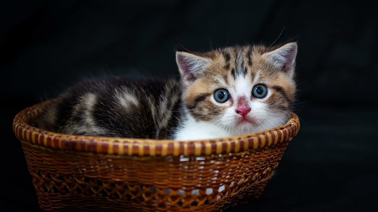 cats tv screen #screensaver #tvscreensaver #catlove cats tv screensaver