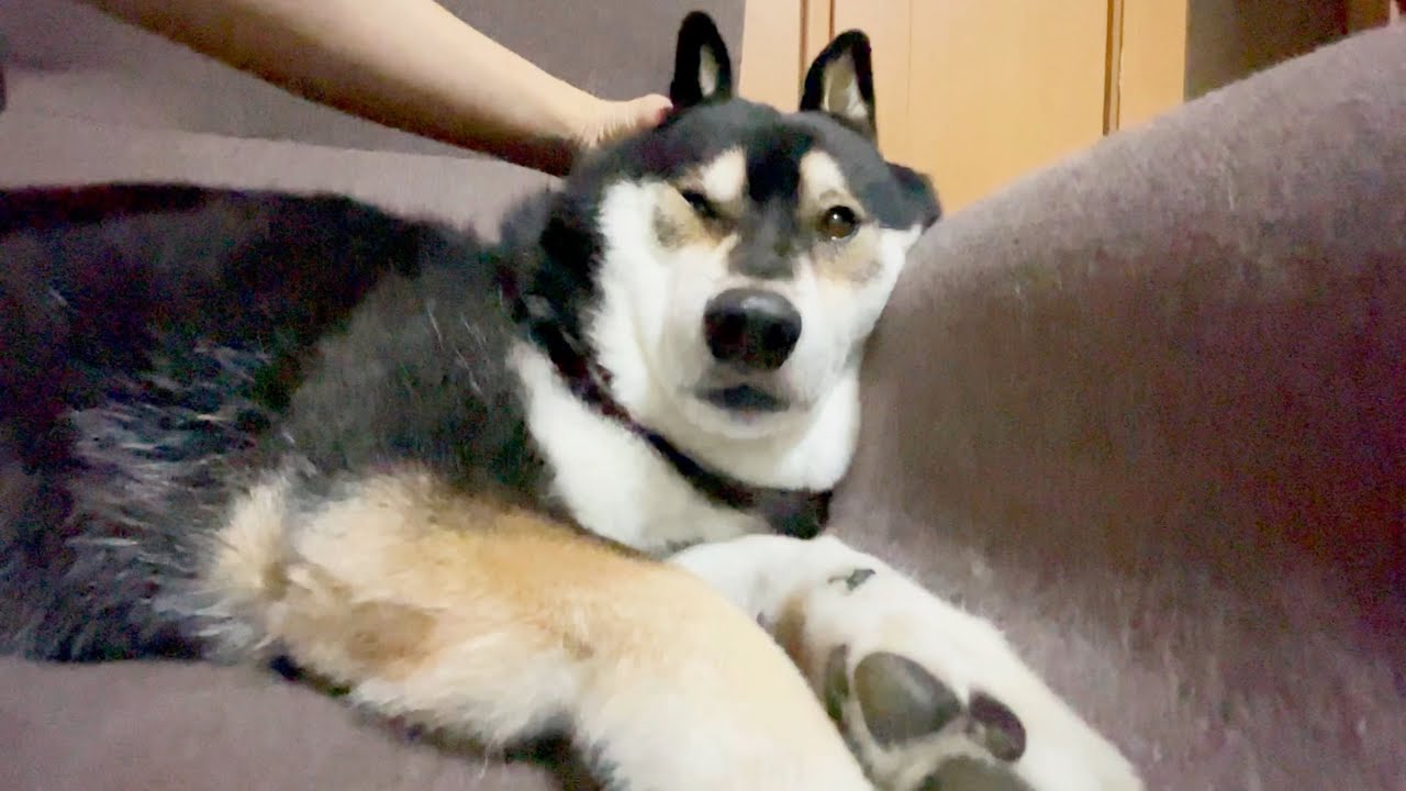 眠い柴犬は ちょいブスです Youtube 眠い柴犬は ちょいブスです Youtube