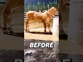Two years transformation of a Red Brahman Bull