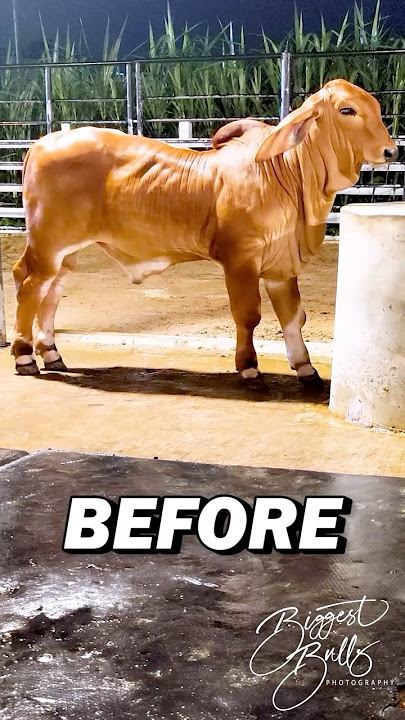 Two years transformation of a Red Brahman Bull
