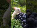 shorts#subscribe#cute 🐇 rabbit eating fruit#baby rabbit#bunny#trending#goviral#foryou#🐰💖💞